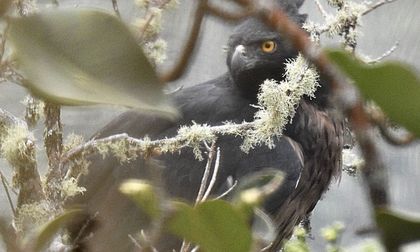 El cumpleaños de Cali tuvo como invitada a un águila real de montaña
