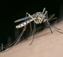 Vacuna muestra efectividad frente al dengue