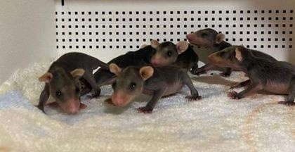Imagen de Zarigüeyas bebés que perdieron a su mamá, fueron rescatadas en Alejandría