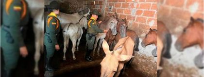 Imagen de  En Antioquia, caballos buscan hogar y una nueva vida