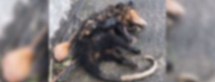 Imagen de Tres zarigüeyas murieron tras ser atropelladas en Rionegro y Marinilla