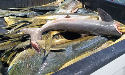 Interceptan pesca ilegal en Isla Malpelo con presencia de tortugas y rayas en la embarcación