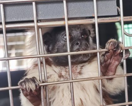 Imagen de Tití fue rescatada en Rionegro; vivía en cautiverio y tenía signos de maltrato