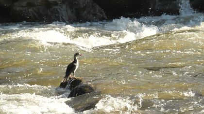 Imagen de  EPM concluyó el primer estudio poblacional sobre el pato de torrentes en La Ceja y La Unión