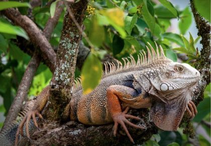 Imagen de  Más de 25.000 personas sensibilizadas y 56 incautaciones de flora y fauna silvestre durante Semana Santa en Antioquia