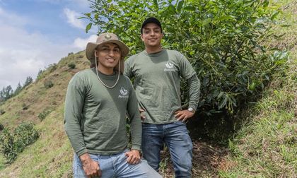Lanzan app para emprender en cosechas futuras de aguacate Hass