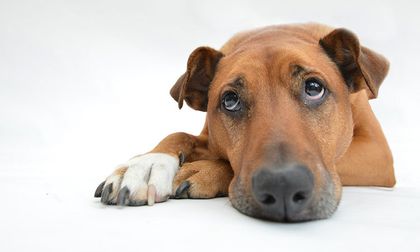 A donar por nuestros amigos peludos