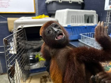 Imagen de Murió mono aullador con 19 perdigones en su cuerpo