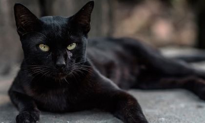 Gatos negros y Halloween: entre el mito y los demonios