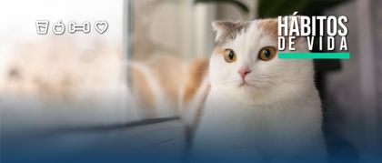 Imagen de  Hoy es el día internacional del gato. ¿Cómo cuidar a su michi?