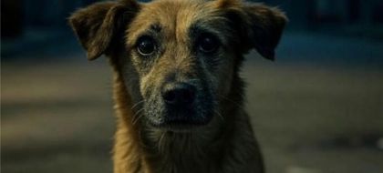 Imagen de  “No hay justificación”: dolor e indignación en Cocorná por envenenamiento de perros