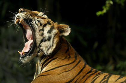 Imagen de Aumento de un 74 % de la población de tigres, especie en peligro de extinción, según WWF
