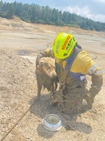 Imagen de Bomberos en Guatapé rescataron a perrito atrapado en los sedimentos del embalse