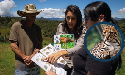 Imagen de  Ojo con el contenido sobre felinos: autoridad ambiental invita a ser responsables en redes sociales