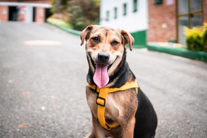 Imagen de Estas son las líneas para denunciar maltrato contra animales domésticos y silvestres en Medellín