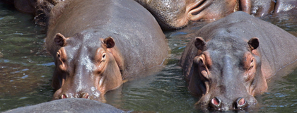Imagen de  Promueven una firmatón para que los hipopótamos del Magdalena Medio no sean sacrificados