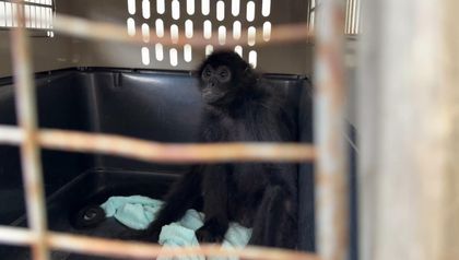 Imagen de  Entregaron mono araña con signos de ansiedad, temor y amansamiento por tenencia ilegal en el Valle de Aburrá