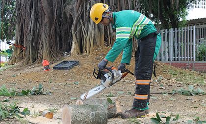 Van más de 11 mil árboles podados en Cali