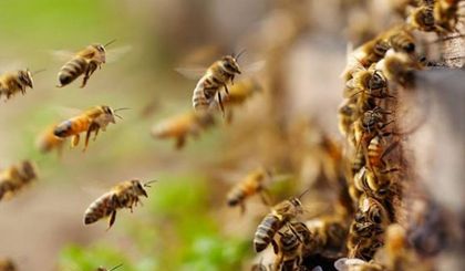 Imagen de  ¡Atención! Adulta de 72 años falleció por ataque de abejas en El Santuario