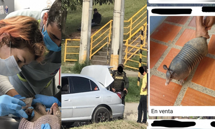 Imagen de Sujeto que pretendía vender un armadillo por Whatsapp fue capturado en Rionegro
