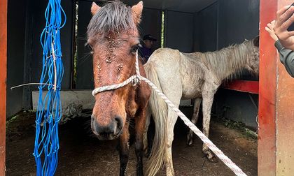 Rescatan dos potrancas en condiciones críticas por presunto maltrato animal en Los Andes