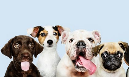 Endurecen penas por maltrato animal en Colombia, condenas incluirán cárcel para agresores