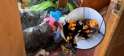 Imagen de  Nuevo caso de maltrato animal en Antioquia: quedó registrado como un hombre golpeaba a tres perros en La Estrella