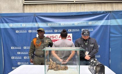 Imagen de  Capturaron en Medellín a hombre señalado de alimentar una boa con conejos