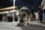 Imagen de Samaritanos reparten alimentos a animales de zona golpeada por la inseguridad y el crimen organizado en la ciudad colombiana de Cali