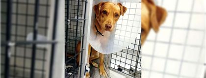 Imagen de Imputan cargos a un hombre por atacar con una pulidora a su perrito “Canelo”