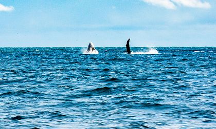 Ballenas jorobadas habrían sido acorraladas en Juanchaco: autoridades anuncian investigación