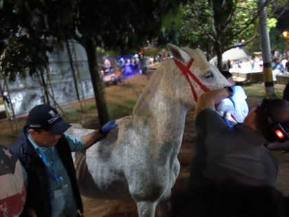 Imagen de  Rescataron a dos caballos que eran usados para actividades recreativas en Medellín