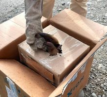 Policía rescató en Buenaventura oso hormiguero desorientado