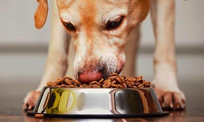 como debes alimentar a tu perro