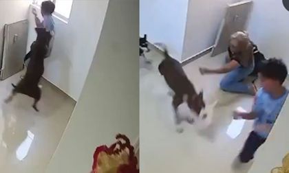 Video: pitbull atacó a niño de 10 años y causó conmoción en redes sociales