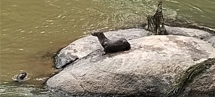 Imagen de  Presencia de nutrias en el Oriente Antioqueño es un indicador de ecosistemas saludables. Esto debe saber sobre esos mamíferos