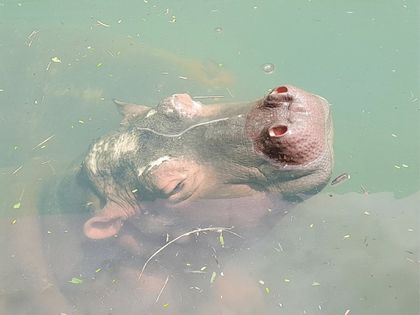Imagen de Cornare reubicó a una pareja de hipopótamos en bioparque de Pereira