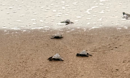 Modelo de turismo biocultural  protege  más de 146 mil huevos de tortuga en 2025