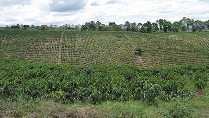zona-cafetera-del-municipio-de-alcala