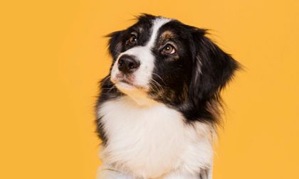 Primeros auxilios caninos: pasos para actuar rápido y salvar a tu perro