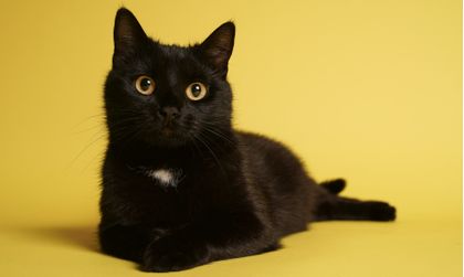 Imagen de ¿Tiene gatos u otros animales negros? ¡Protéjalos en Halloween!