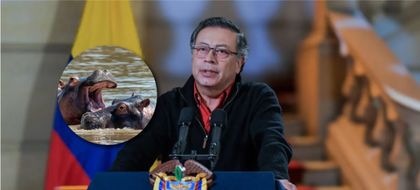 Imagen de  El presidente Petro quiere enviar a la India a los hipopótamos del Magdalena Medio