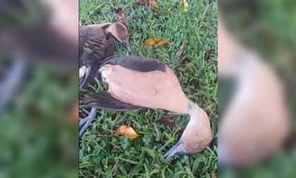 Imagen de Denuncian la muerte de dos patos silvestres en Rionegro