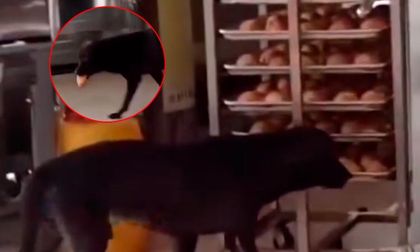 En video: perro fue captado robando en una panadería y se vuelve viral