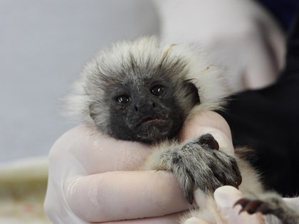 Imagen de  Enfermos y sin colmillos: alerta por aumento de rescates de titíes cabeciblancos en el Valle de Aburrá
