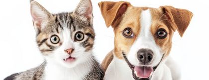 Imagen de  ¿Cómo inscribirse a las jornadas gratuitas de esterilización de perros y gatos en Rionegro?