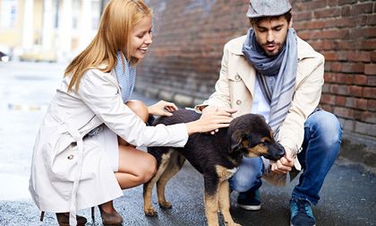 Animales callejeros: ¿Por qué algunas personas los atraen constantemente?