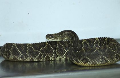 Imagen de Insólito: hallan una serpiente cascabel que era enviada como encomienda; estaba camuflada en pan