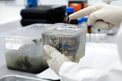 Imagen de  Piezas recolectadas del galeón San José están en proceso de análisis por arqueólogos