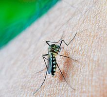 Brote de dengue en el Valle del Cauca: autoridades activan estrategia con pintura repelente para frenar el aumento de casos